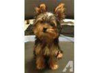 Yorkshire Terrier Puppy for sale in HILLSBORO, MO, USA