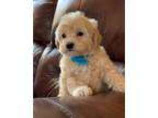 Mutt Puppy for sale in Pottstown, PA, USA