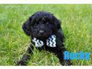 Cavapoo Puppy for sale in Dubuque, IA, USA