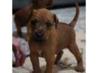 Irish Terrier Puppy for sale in Porter, TX, USA