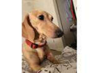 Dachshund Puppy for sale in Hillsboro, OR, USA