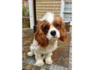 Cavalier King Charles Spaniel Puppy for sale in Stony Brook, NY, USA