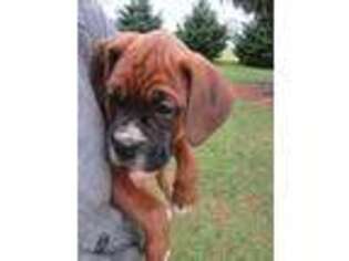 Boxer Puppy for sale in Walnut Bottom, PA, USA