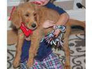 Labradoodle Puppy for sale in Stark City, MO, USA