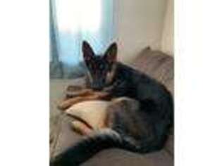 German Shepherd Dog Puppy for sale in Alliance, OH, USA