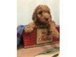 Goldendoodle Puppy for sale in Ellerbe, NC, USA