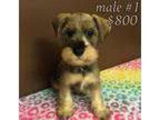 Mutt Puppy for sale in HARTSELLE, AL, USA