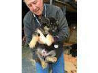 German Shepherd Dog Puppy for sale in Granite Falls, WA, USA