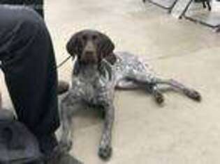 German Shorthaired Pointer Puppy for sale in Bonners Ferry, ID, USA