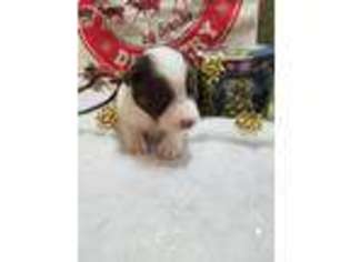 Border Collie Puppy for sale in Davisburg, MI, USA