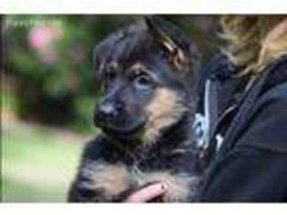 German Shepherd Dog Puppy for sale in Sharon, MA, USA