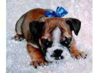 Bulldog Puppy for sale in Belgrade, MN, USA