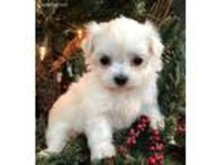 Maltese Puppy for sale in Blountville, TN, USA