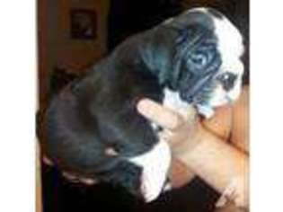 Bulldog Puppy for sale in VICTORIA, TX, USA