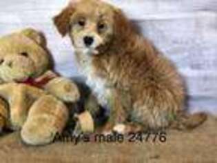 Maltipom Puppy for sale in Fairbury, IL, USA