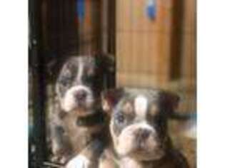 American Bulldog Puppy for sale in Jackson, MI, USA