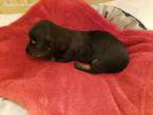 Dachshund Puppy for sale in Candler, NC, USA