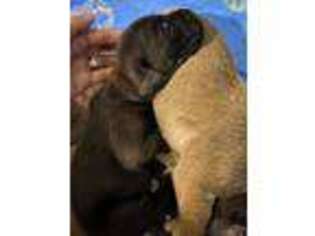 Boerboel Puppy for sale in Prairieville, LA, USA