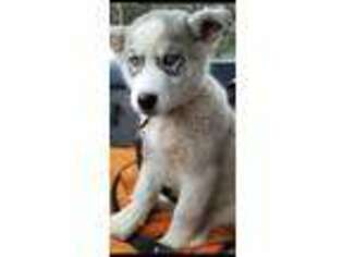 Siberian Husky Puppy for sale in Delta Junction, AK, USA