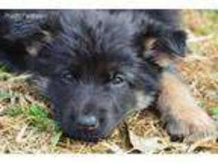 German Shepherd Dog Puppy for sale in Penhook, VA, USA