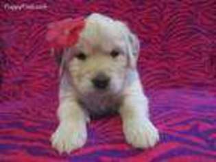 Golden Retriever Puppy for sale in Crystal, MI, USA