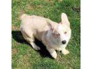 Pembroke Welsh Corgi Puppy for sale in Canton, MI, USA