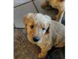 Goldendoodle Puppy for sale in Pinetop, AZ, USA
