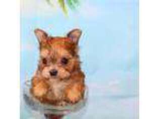 Yorkshire Terrier Puppy for sale in Cassville, MO, USA