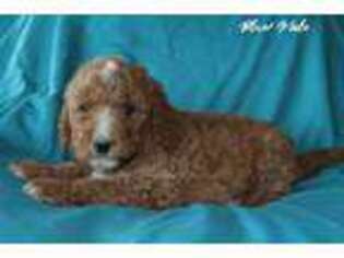 Goldendoodle Puppy for sale in Lawton, OK, USA