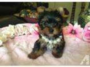 Yorkshire Terrier Puppy for sale in ALTAMONTE SPRINGS, FL, USA