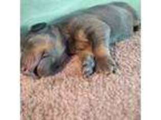 Doberman Pinscher Puppy for sale in Danville, IL, USA