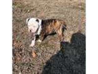 American Bulldog Puppy for sale in Cassville, MO, USA