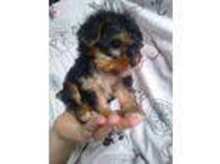 Yorkshire Terrier Puppy for sale in North Versailles, PA, USA