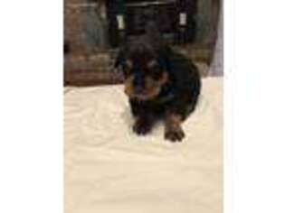Rottweiler Puppy for sale in Summerdale, AL, USA