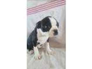 Boston Terrier Puppy for sale in Lancaster, CA, USA