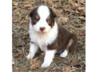 Miniature Australian Shepherd Puppy for sale in Marlow, OK, USA