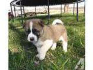 Akita Puppy for sale in WEST PLAINS, MO, USA