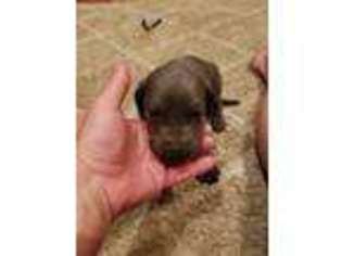 Great Dane Puppy for sale in Webberville, MI, USA