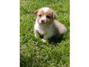 Pembroke Welsh Corgi Puppy for sale in Charleston, AR, USA