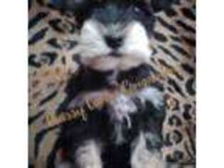 Mutt Puppy for sale in Tahlequah, OK, USA