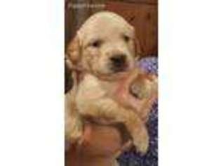 Golden Retriever Puppy for sale in Olympia, WA, USA