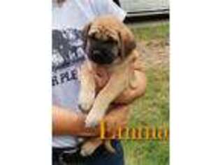 Mastiff Puppy for sale in Charlotte, NC, USA