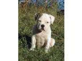 American Bulldog Puppy for sale in Batesville, AR, USA