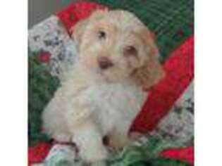 Havanese Puppy for sale in Reese, MI, USA