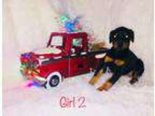 Doberman Pinscher Puppy for sale in Lakefield, MN, USA