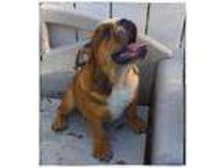 Bulldog Puppy for sale in Seffner, FL, USA