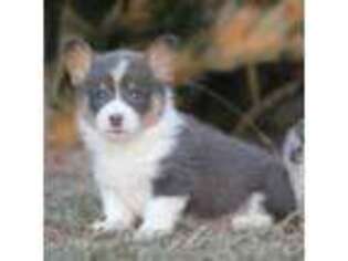 Cardigan Welsh Corgi Puppy for sale in Cameron, TX, USA