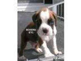 Boxer Puppy for sale in Nicholls, GA, USA