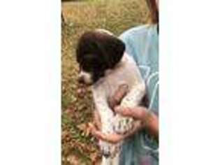 German Shorthaired Pointer Puppy for sale in Mount Pleasant, SC, USA