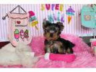 Yorkshire Terrier Puppy for sale in Vacaville, CA, USA